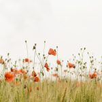 Flores y regalos: como una floreria online puede competir con las grandes cadenas