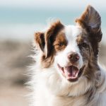 Tiendas de mascotas: el rubro que mas crecio en ecommerce en Chile