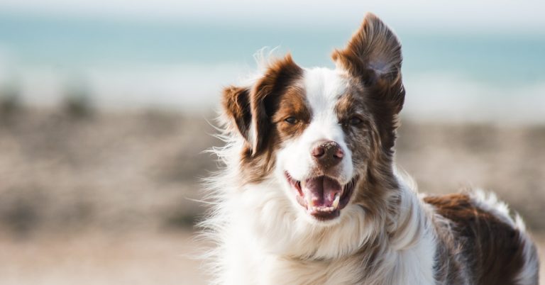 Tiendas de mascotas: el rubro que mas crecio en ecommerce en Chile