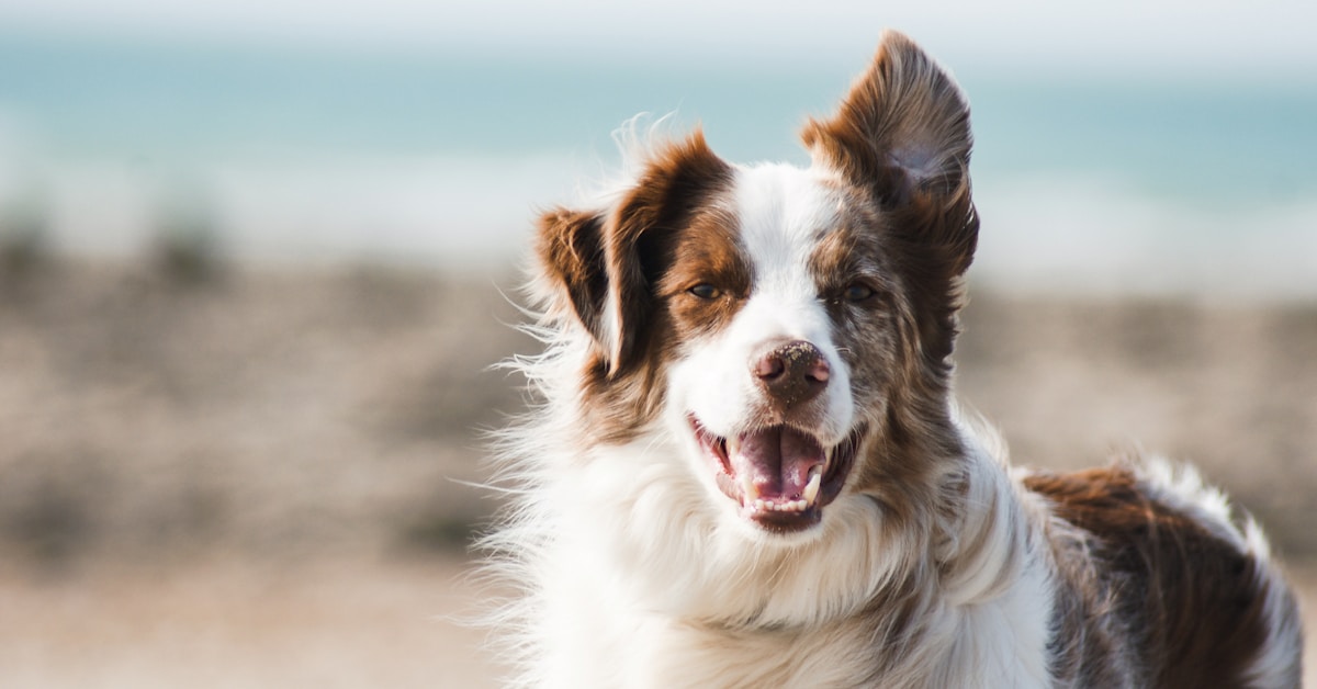 Tiendas de mascotas: el rubro que mas crecio en ecommerce en Chile